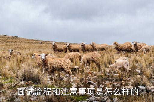  面试流程和注意事项是怎么样的