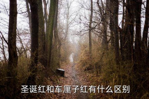  圣诞红和车厘子红有什么区别