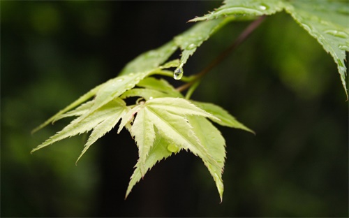 农村俗语和老话